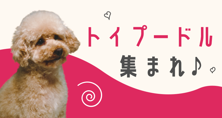 カワイイがいっぱい！ワンダーランド